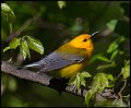 _6SB9957 prothonotary warbler